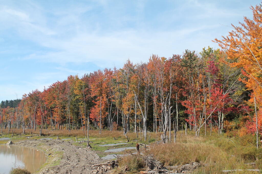 Photo: Drained Looking Glass Pond Photo: Drained Looking Glass Pond