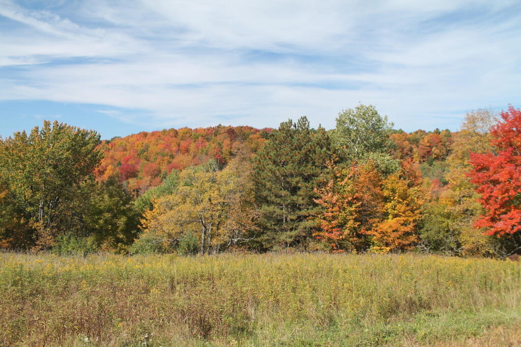 Photo: Wharton Hollow