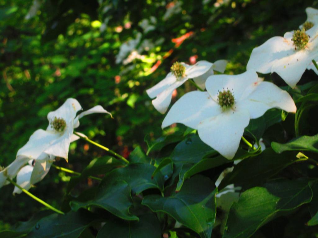 Photo: More Dogwood