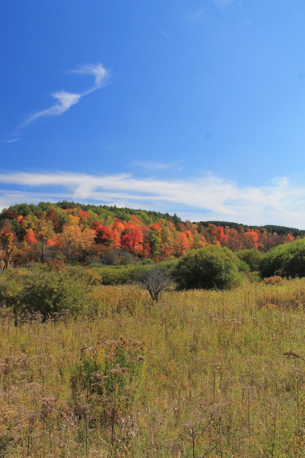 Photo: Colorful Tree Line Photo: Colorful Tree Line