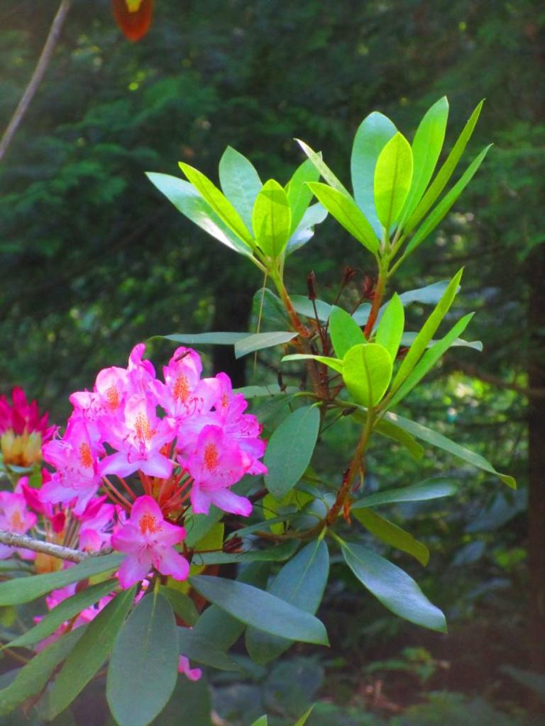 Photo: Rhododendron