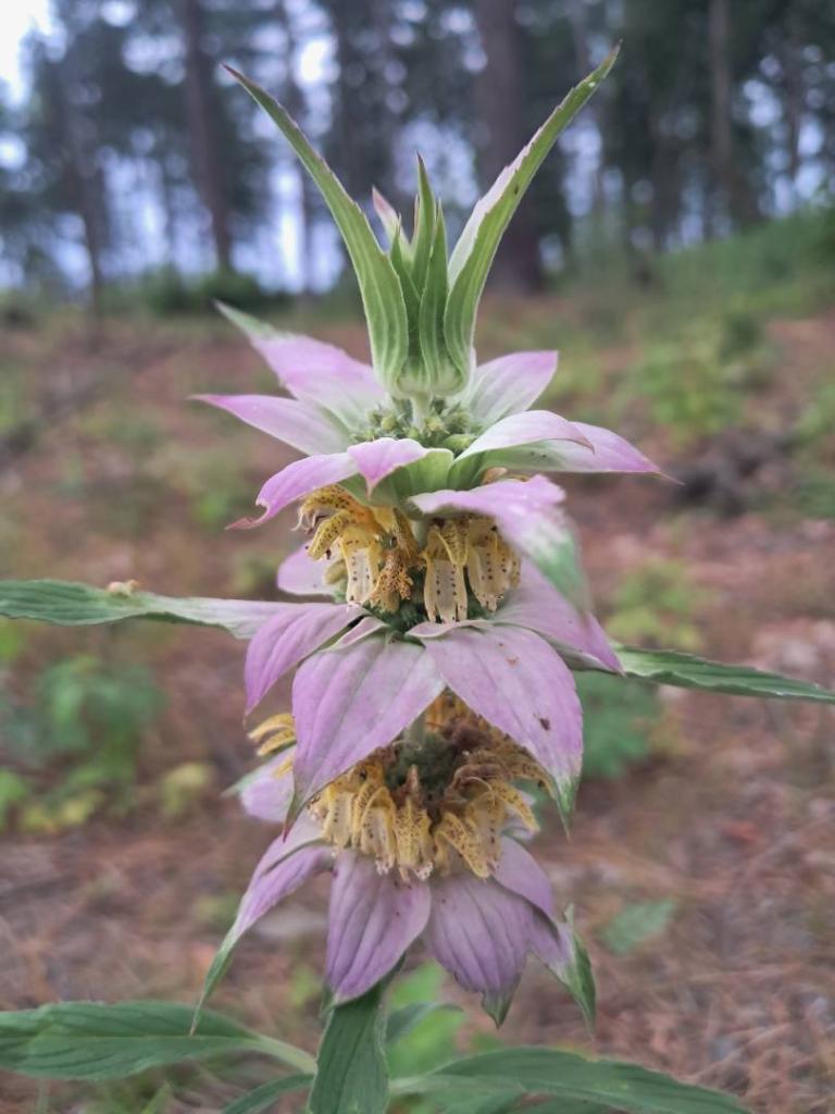 Photo: Spotted Bee Balm