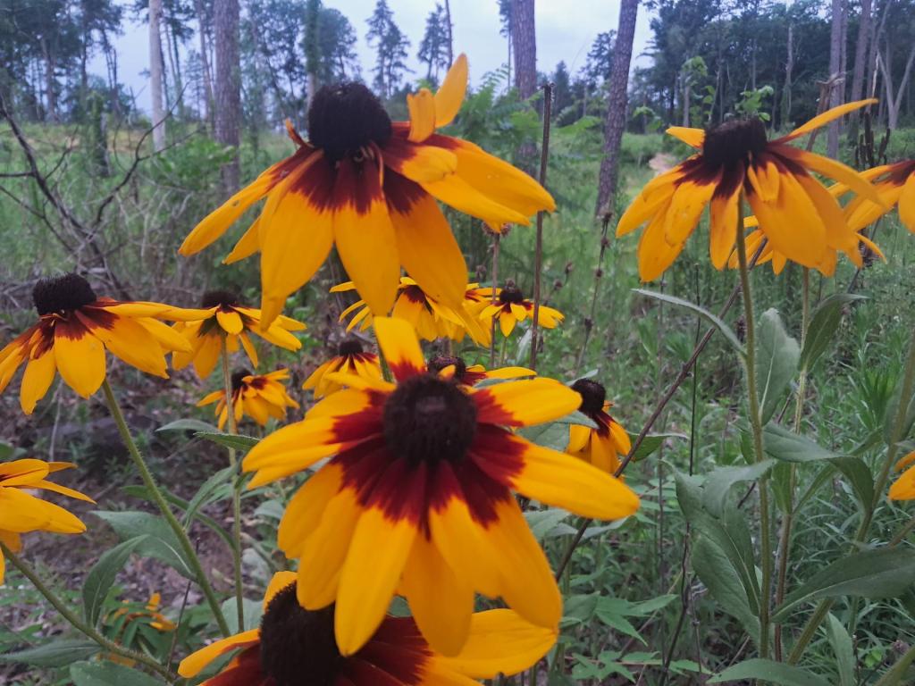 Photo: Cone Flower