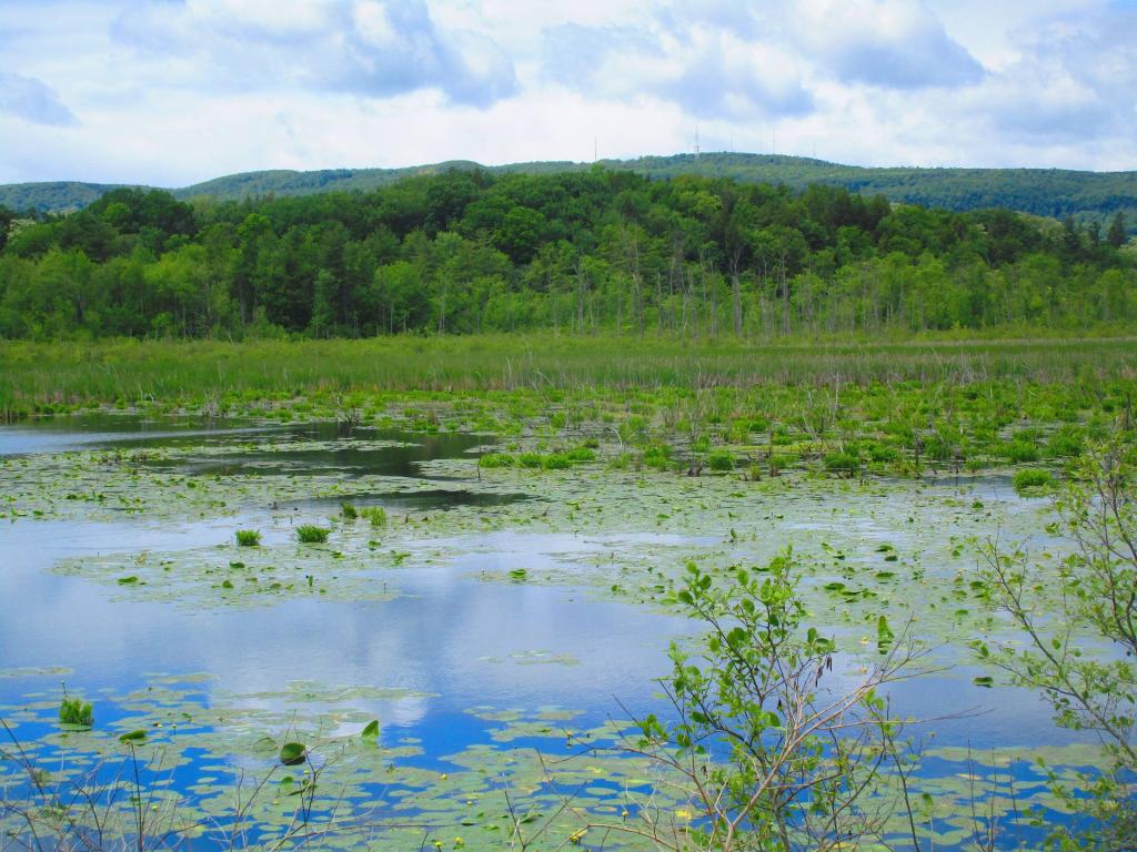 Photo: Black Creek Marsh Photo: Black Creek Marsh