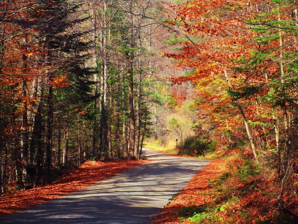 Photo: Jessup River Road Photo: Jessup River Road