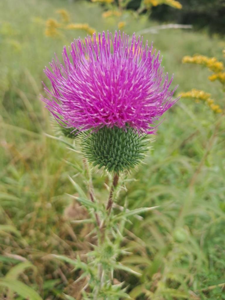 Photo: Burdock Photo: Burdock