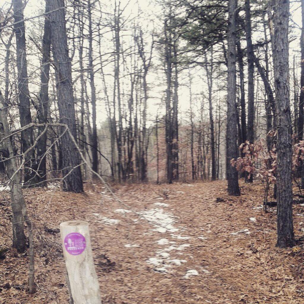 Photo: New Purple Trail