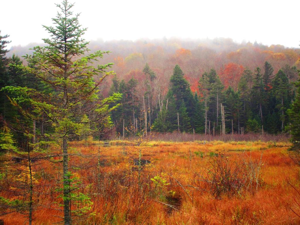 Photo: Foggy Day on the South Branch of the Grass River Photo: Foggy Day on the South Branch of the Grass River