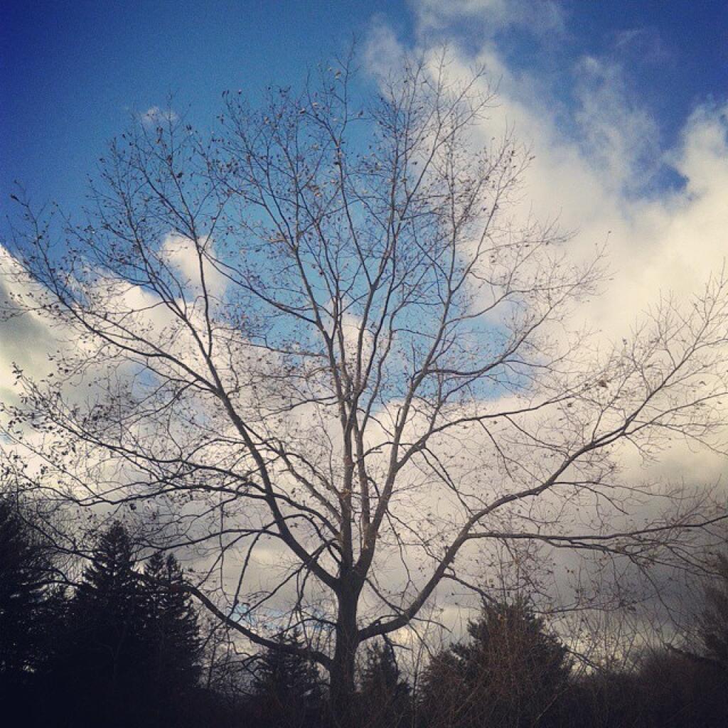 Photo: Tree