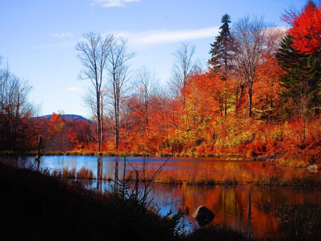 Photo: Wetlands Crossed by the Swinging Falls Trail
