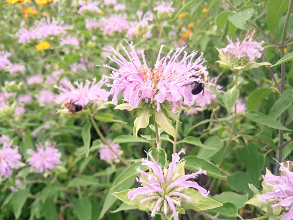 Photo: Bee Balm 🐝