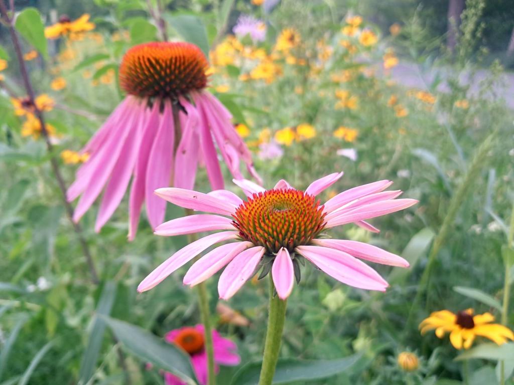 Photo: Purple Coneflower
