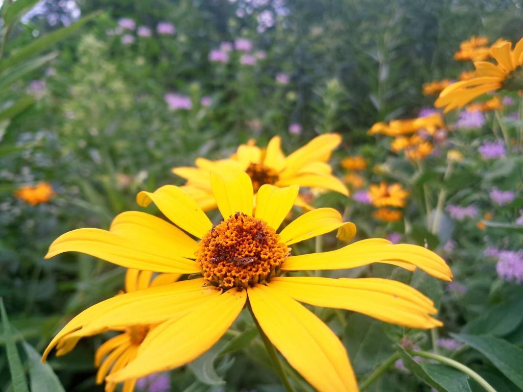 Photo: Oxeye