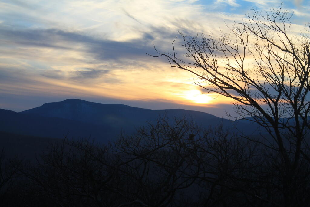 Photo: Tree Next to Sunset