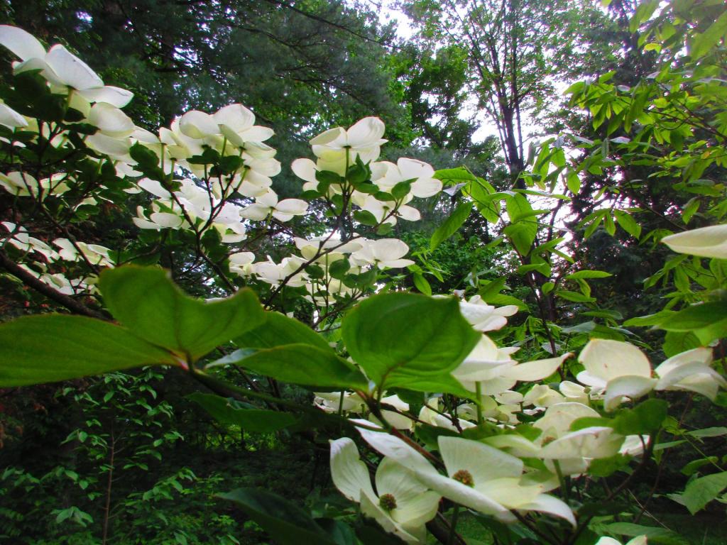 Photo: Korean Magnolia