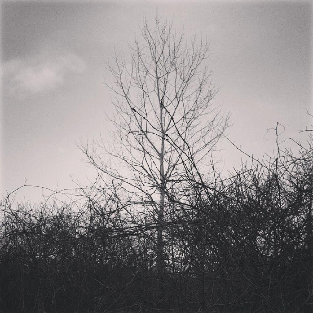 Photo: Tree