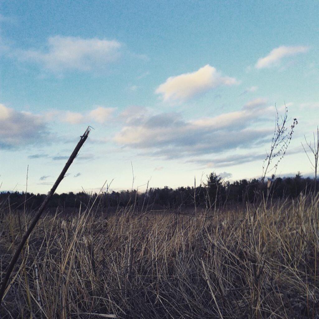 Photo: The field
