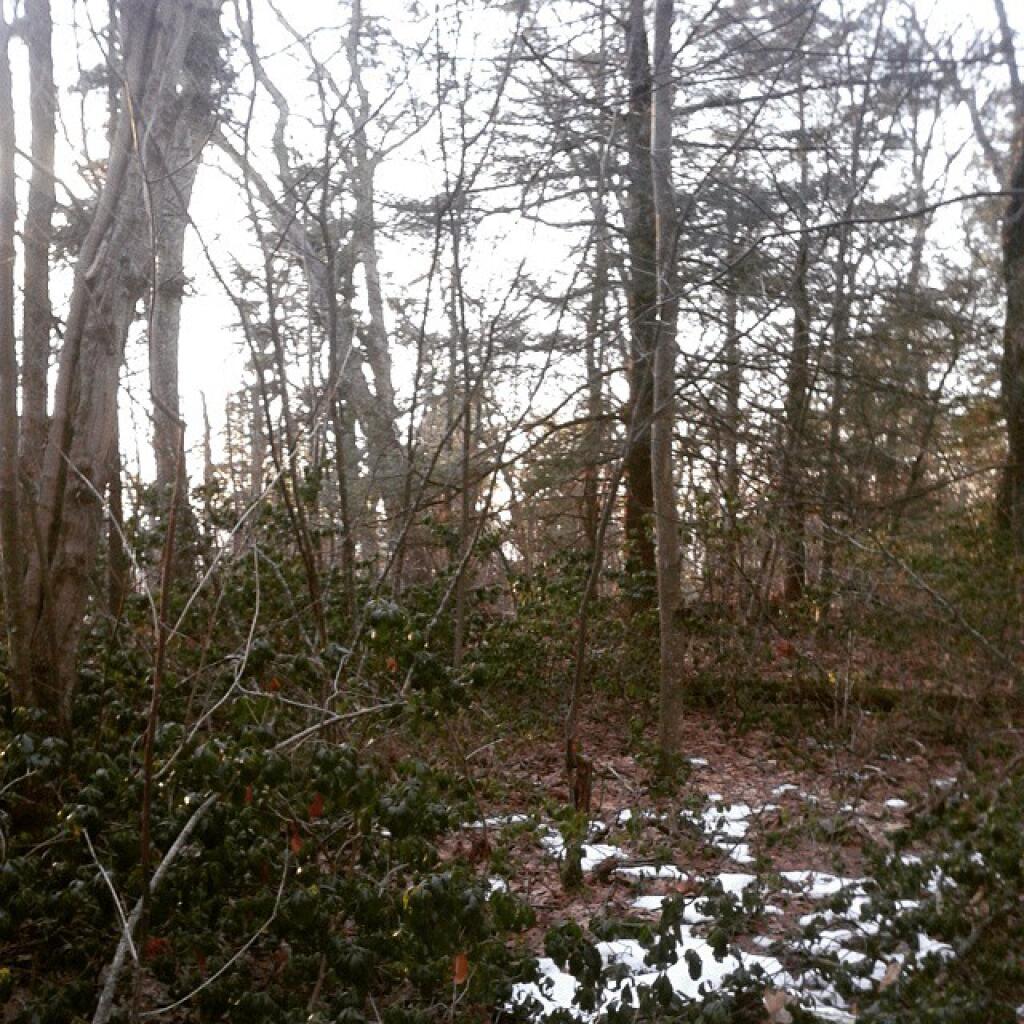 Photo: The Catskill Mountains are a lot like the Appalachian Mountains at lower elevations with their Mountain Laurel.
