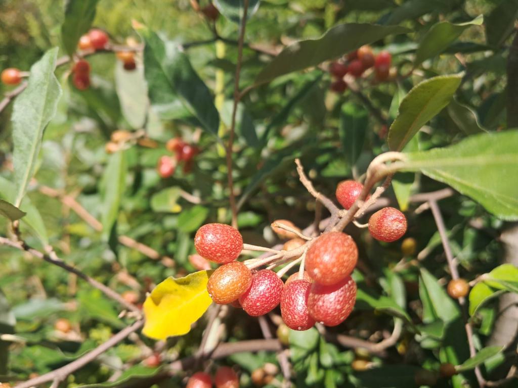Photo: Autumn olive berries