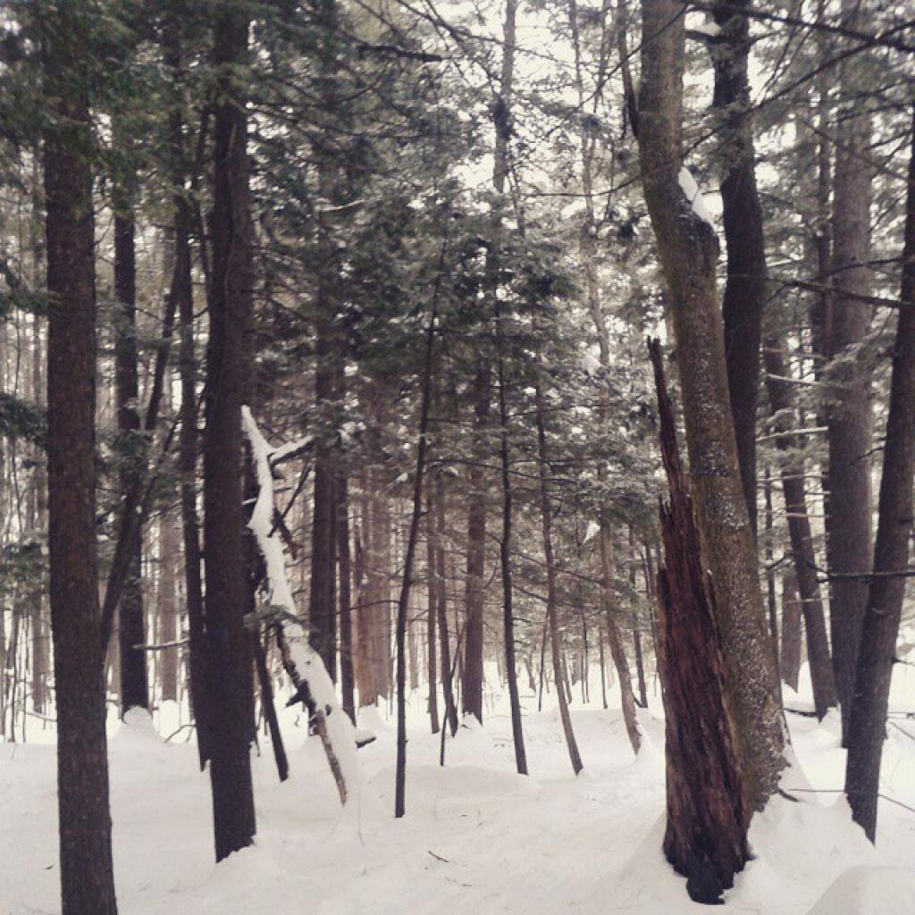 Photo: In the Glen