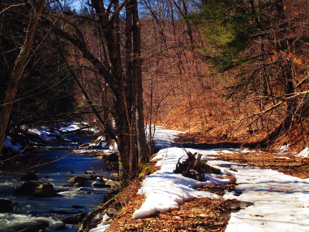 Photo: Switzkill Along Old Partridge Run Road Photo: Switzkill Along Old Partridge Run Road