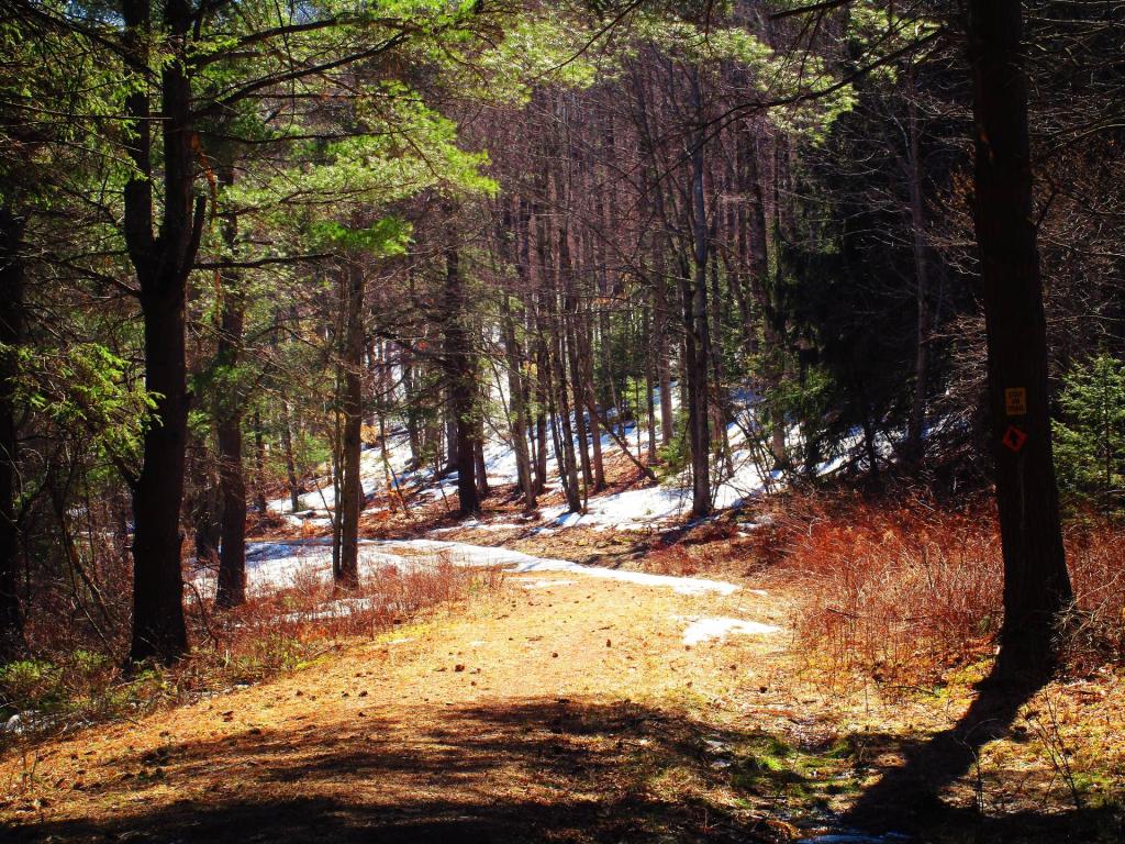 Photo: Road Past Fawn Lake Photo: Road Past Fawn Lake