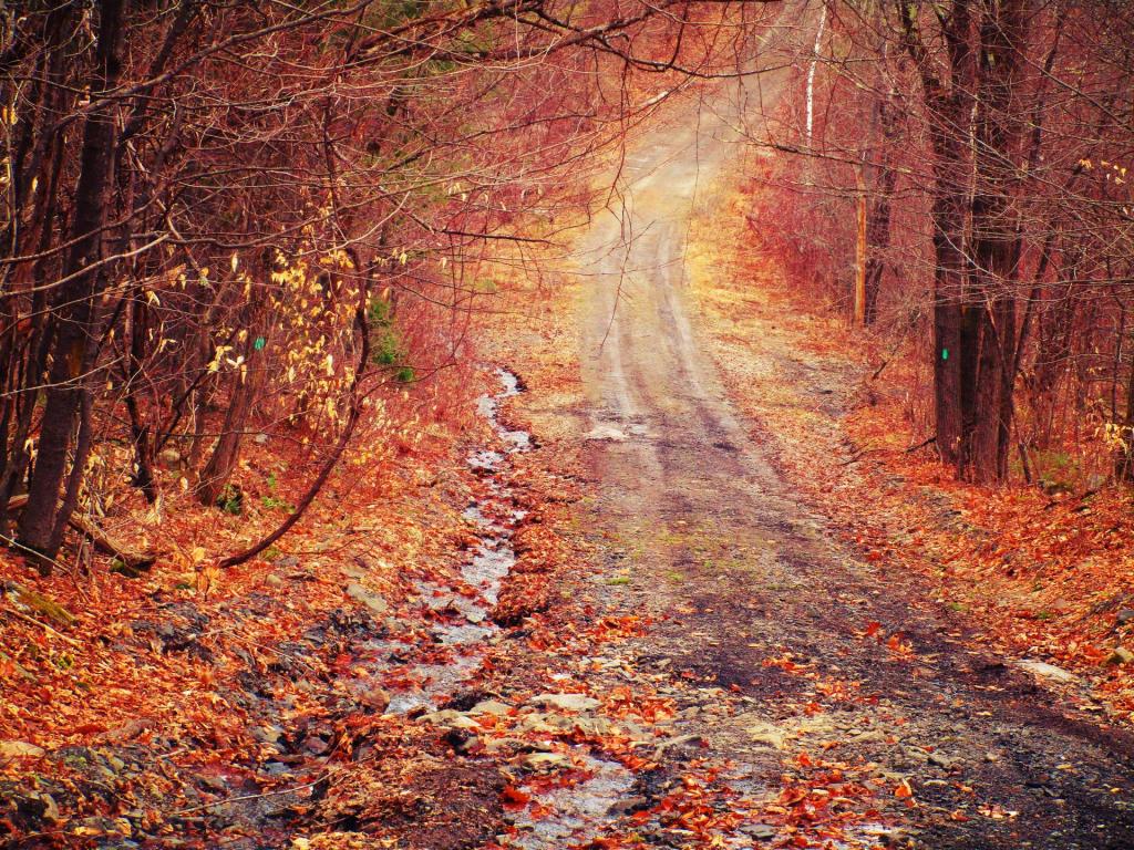 Photo: Rutted Photo: Rutted