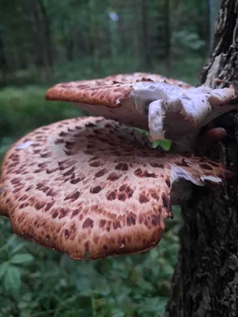 Photo: Dryad's Saddle
