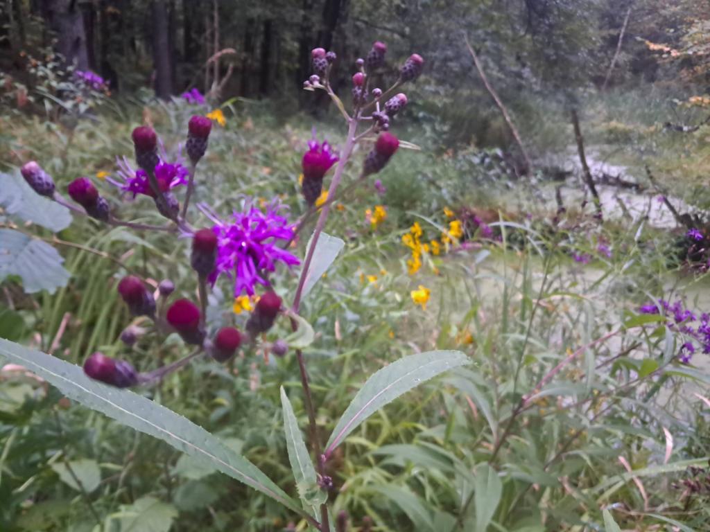 Photo: New York Ironweed