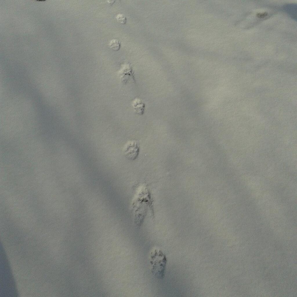 Photo: Dog prints Photo: Dog prints