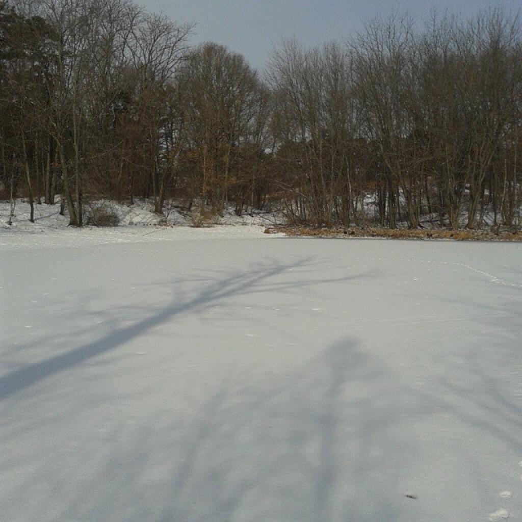 Photo: On the pond