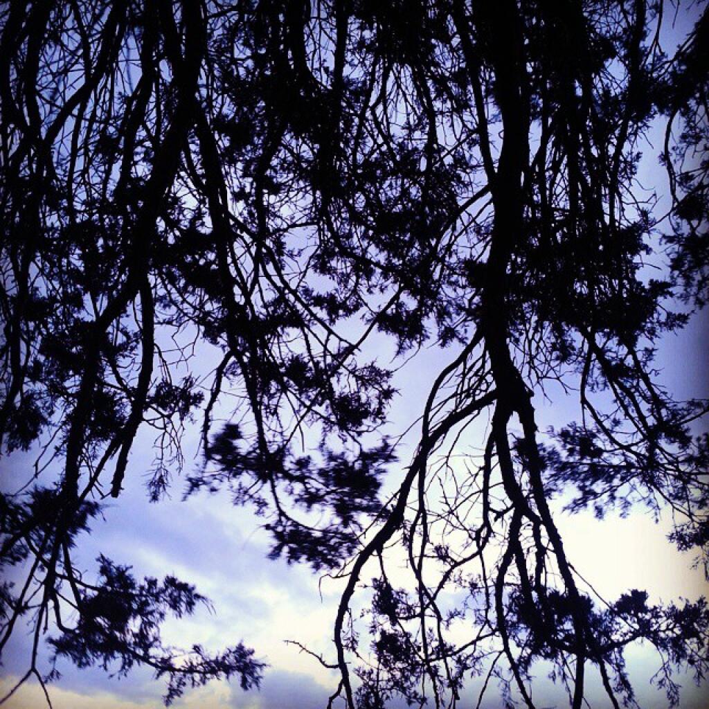 Photo: Cedar