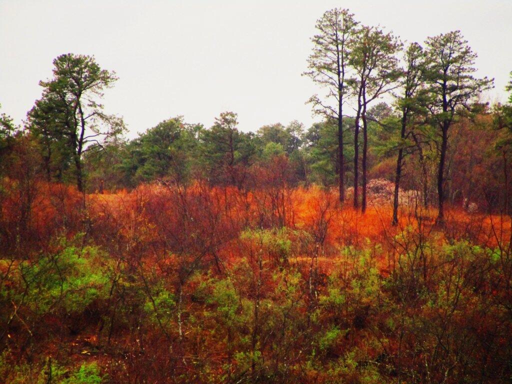 Photo: Rainy Spring Day