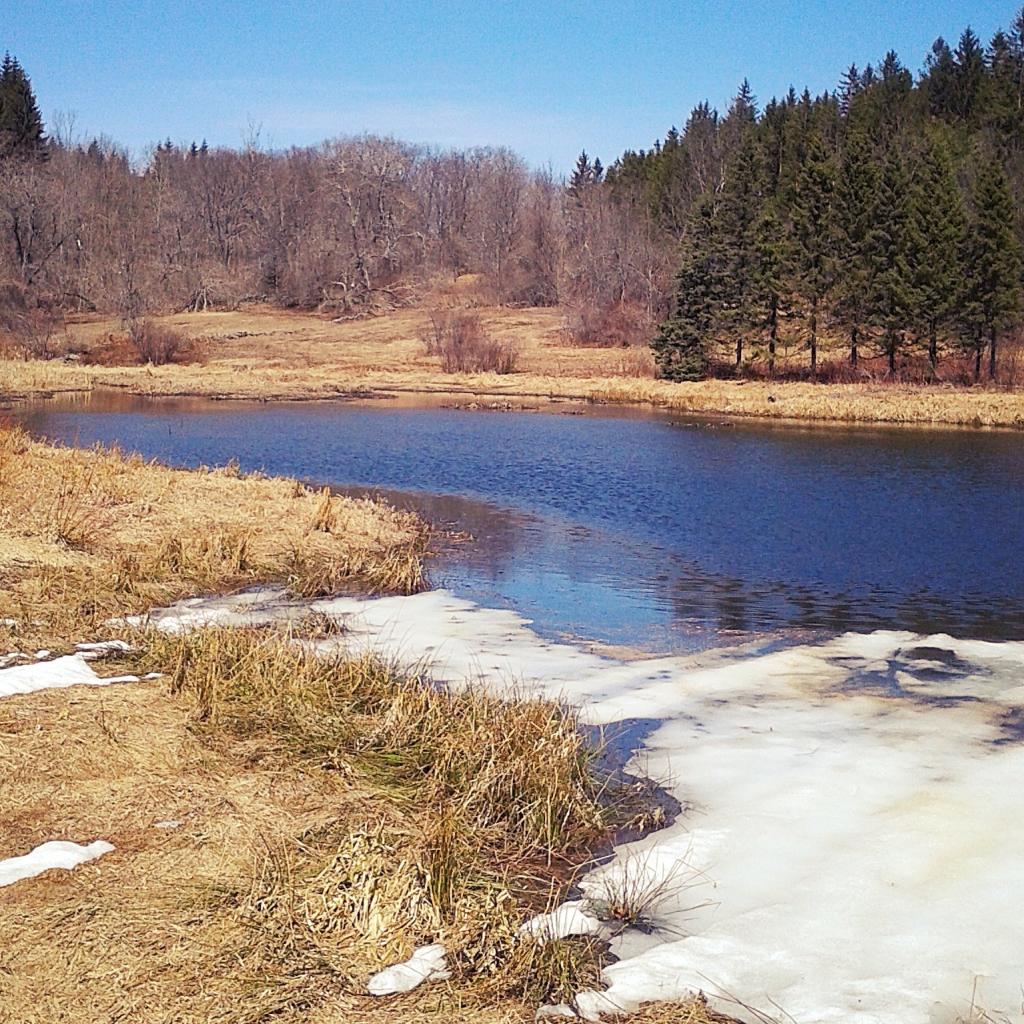 Photo: Shallow ponds are totally open now Photo: Shallow ponds are totally open now