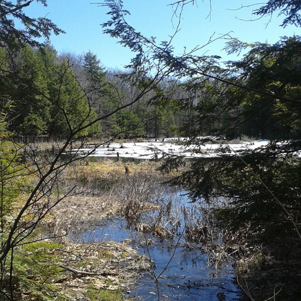 Photo: It starts here. #wetland Photo: It starts here. #wetland