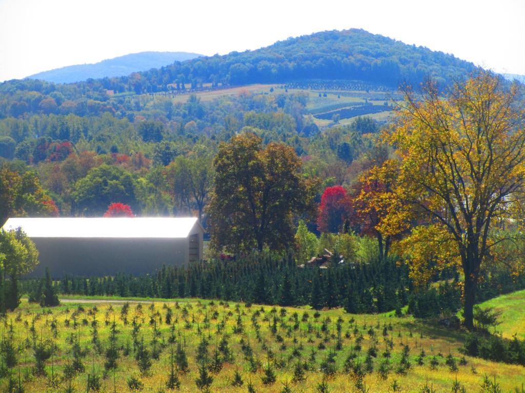 Photo: Tree Farm
