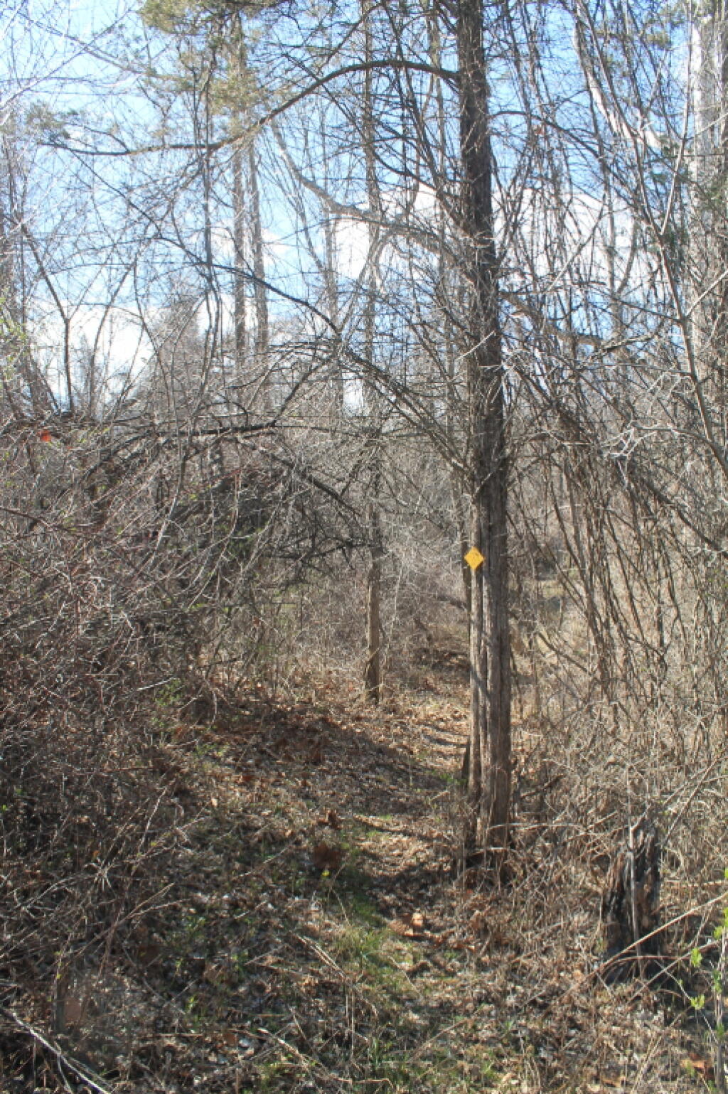 Photo: Not Much Green on The Trail