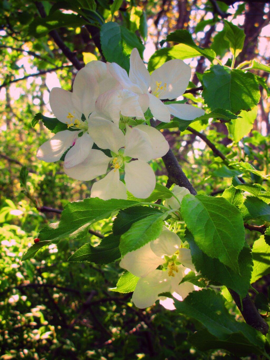 Photo: Apple Blossum Photo: Apple Blossum