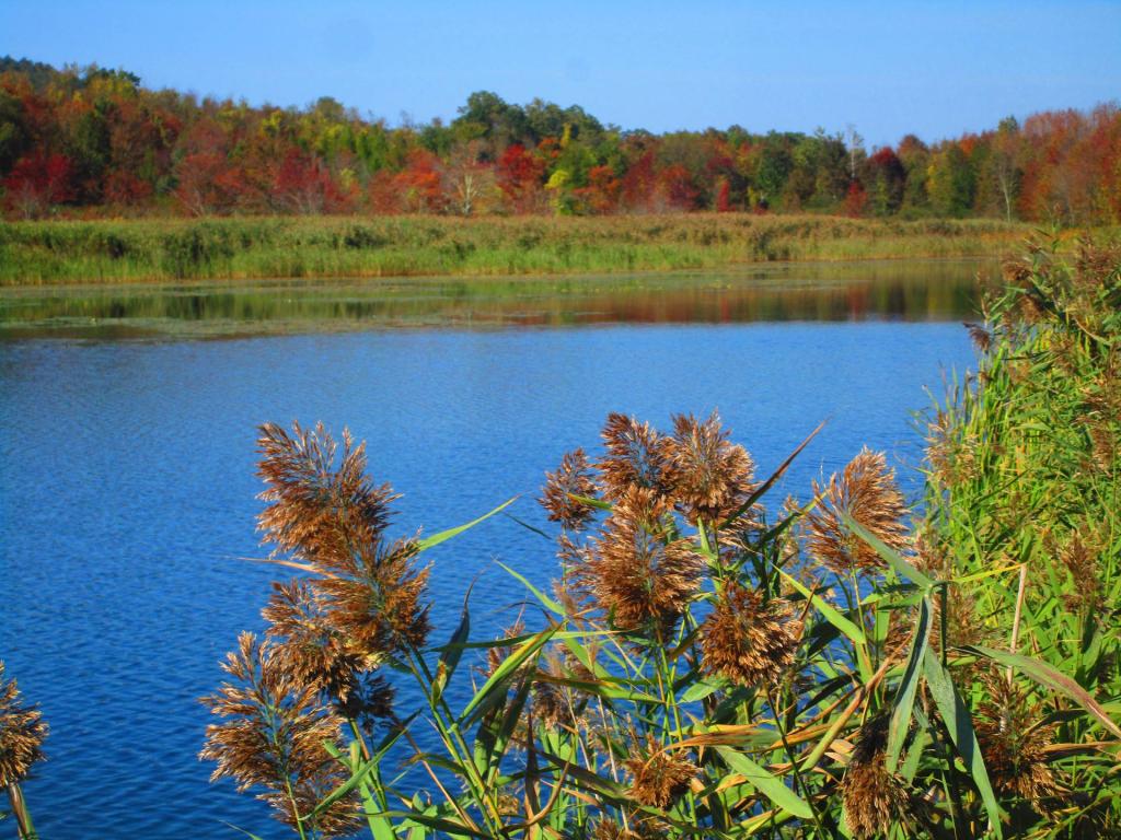 Photo: Cat Tails