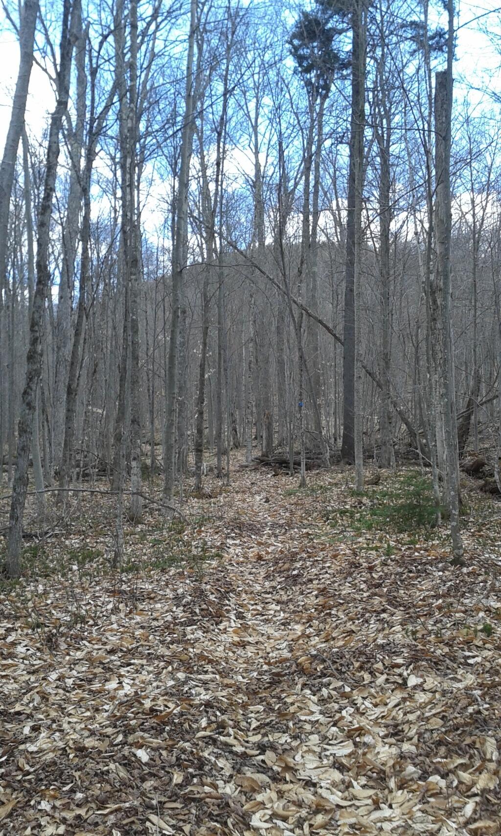 Photo: In the Woods
