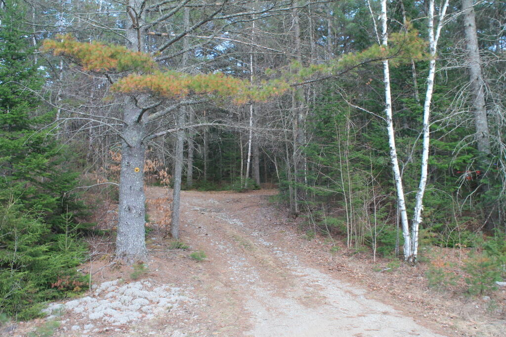 Photo: Driveway to Campsite