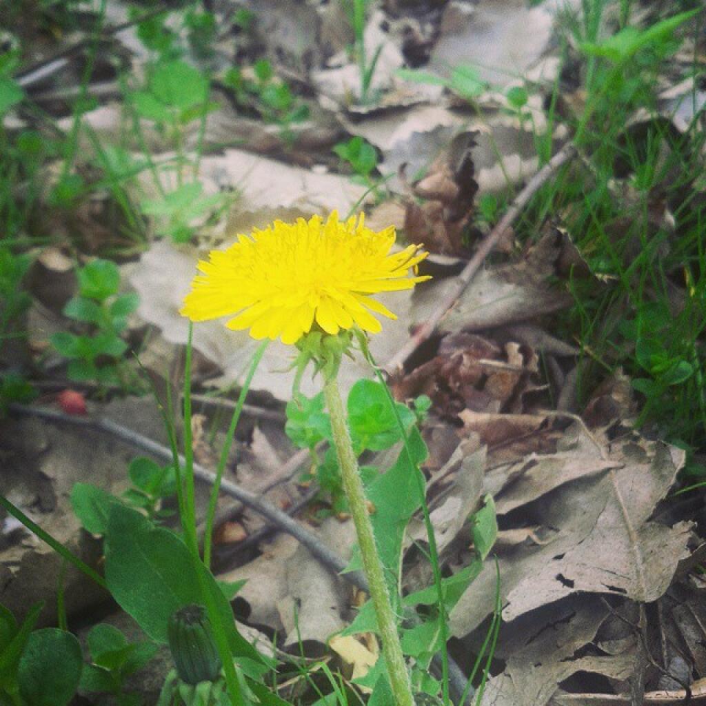 Photo: Dandelion Photo: Dandelion