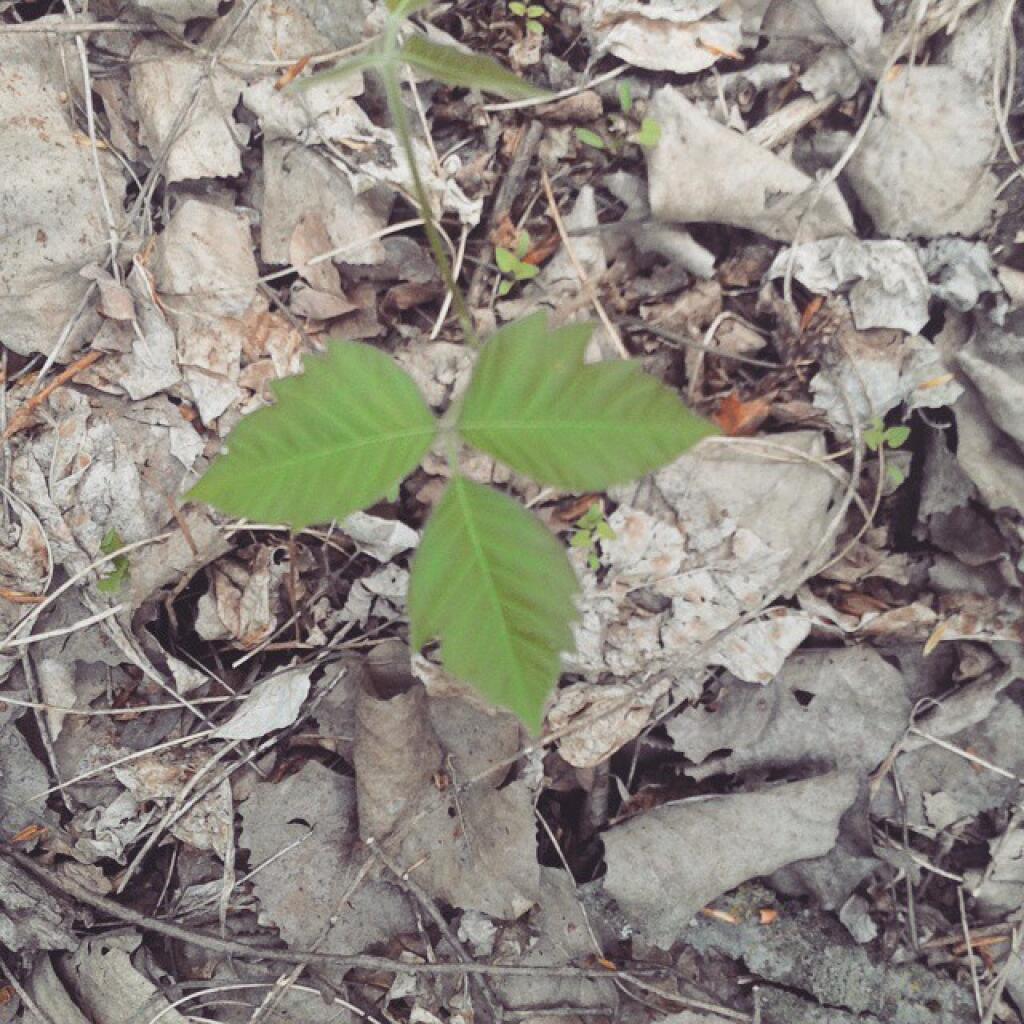 Photo: Pretty three leaved little olant
