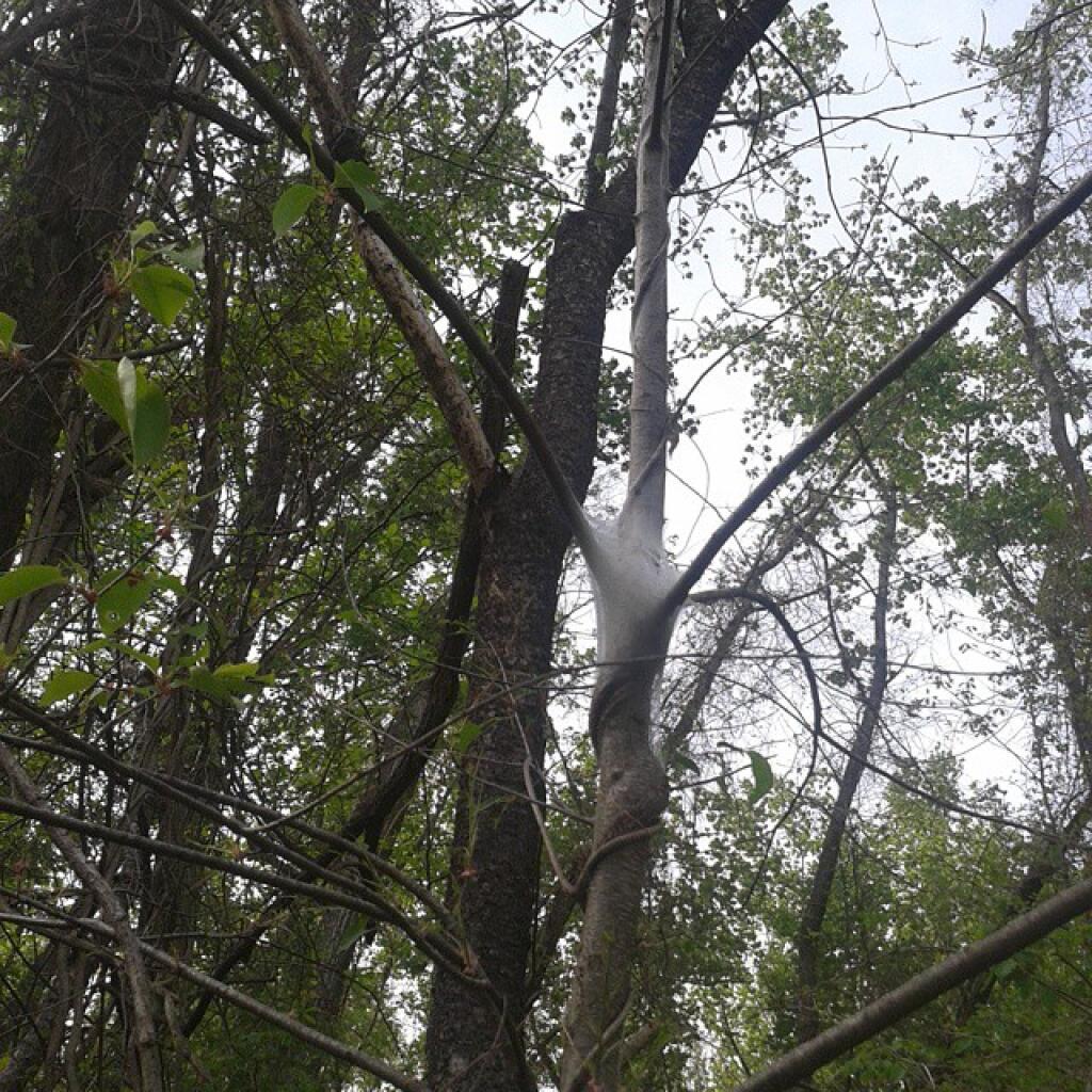 Photo: I hate tent caterpillars Photo: I hate tent caterpillars