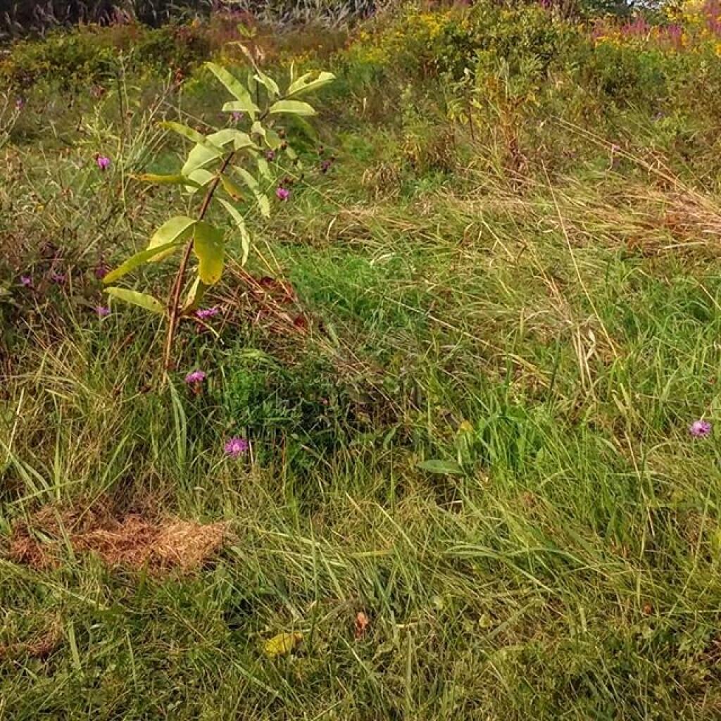 Photo: Milkweed