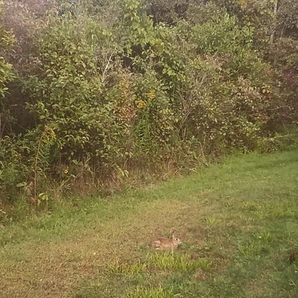 Photo: Cotton Tail