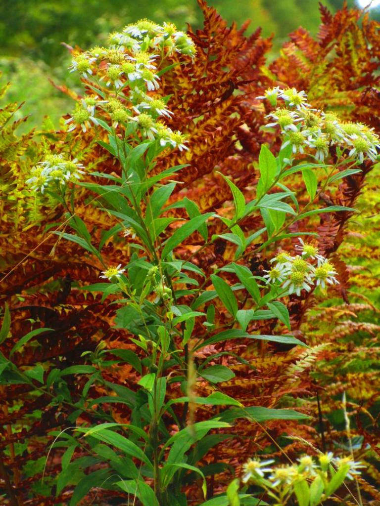 Photo: Ditch Stonecrop and Astors