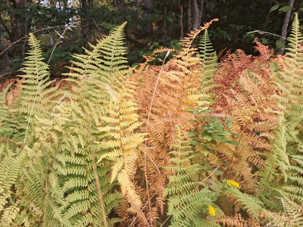 Photo: Lady Ferns