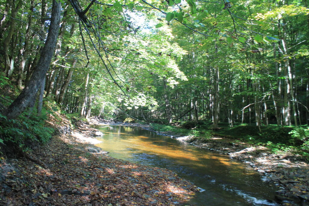 Photo: Quiet Along The Whetstone Creek Photo: Quiet Along The Whetstone Creek