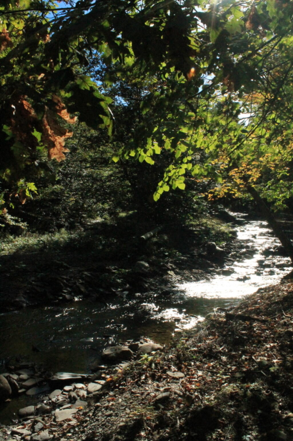 Photo: Re-routed Whetstone Creek Photo: Re-routed Whetstone Creek